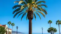 Dana Point City Council Advances Palm Weevil Plan, Seeks Community Input